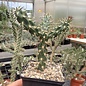 Cylindropuntia imbricata  DJF 928.19     (dw)