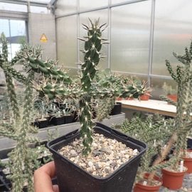 Cylindropuntia imbricata  FH 520 Kansas, USA    (dw)