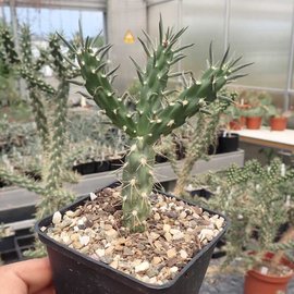 Cylindropuntia imbricata cv. Walter      (dw)