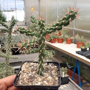 Cylindropuntia viridiflora  SB 957 Santa Fe County, New Mexico, USA    (dw)