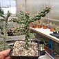 Cylindropuntia viridiflora  SB 957 Santa Fe County, New Mexico, USA    (dw)