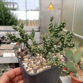 Cylindropuntia whipplei cv. Waiblingen 111      (dw)