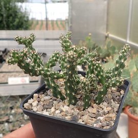 Cylindropuntia whipplei cv. Wien 222      (dw)