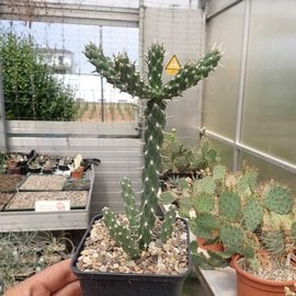 Cylindropuntia whipplei cv. Würzburg 333      (dw)