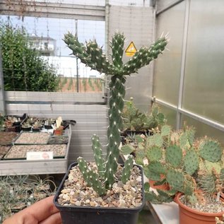 Cylindropuntia whipplei cv. Würzburg 333      (dw)