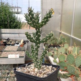 Cylindropuntia whipplei  DJF 167 Snowflake, Arizona, USA    (dw)