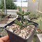 Cylindropuntia whipplei  MUG 125 San Juan, New Mexico, USA, 2100 m    (dw)