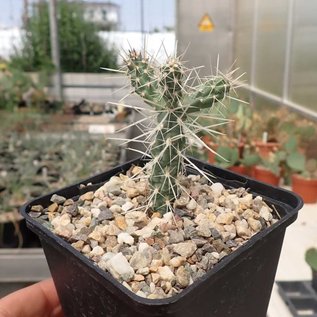 Cylindropuntia acanthocarpa   Mead View, AZ    (dw)