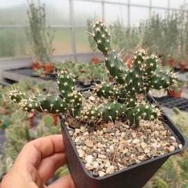 Opuntia fragilis   Kaladar, Ontario, Kanada    (dw)