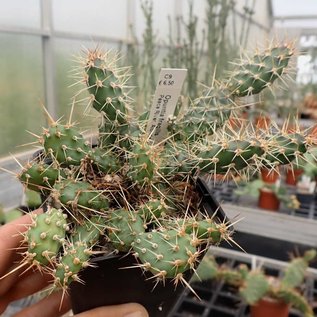 Opuntia fragilis   Peace River, Alberta, Kanada    (dw)