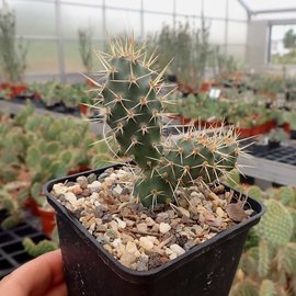 Opuntia fragilis   White Mts. Cal.    (dw)