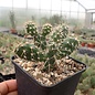 Opuntia fragilis cv. Feldberg      (dw)