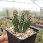 Opuntia fragilis cv. Freiberg      (dw)