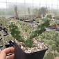 Opuntia fragilis cv. Föhr      (dw)