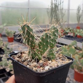 Opuntia fragilis  SB 229 Gunnison Co., Colorado, USA    (dw)