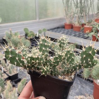 Opuntia fragilis  LZ 364 Boulder Mnts., Utah, USA, 2300 m    (dw)