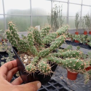 Opuntia fragilis v. brachyarthra LZ 341 Faith, South Dakota, 700 m    (dw)