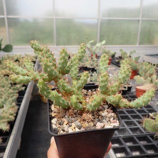 Opuntia fragilis v. oplocarpa      (dw)