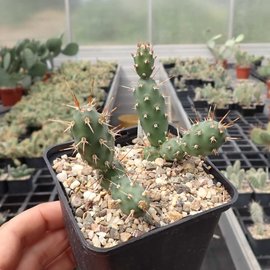 Opuntia fragilis La Sal  La Sal Mnts., Utah, USA, 2300 m    (dw)