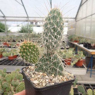 Opuntia hystricina cv. Halle      (dw)