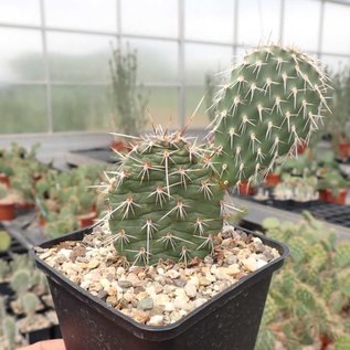 Opuntia hystricina cv. Franz Schenk      (dw)