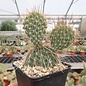 Opuntia hystricina cv. Hanau      (dw)