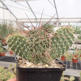 Opuntia hystricina cv. Hanau      (dw)