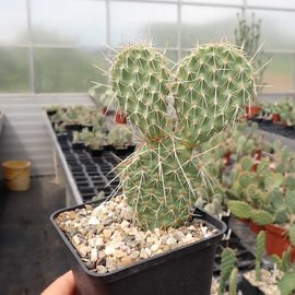 Opuntia hystricina cv. Harburg      (dw)