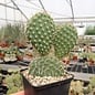 Opuntia hystricina cv. Heide      (dw)