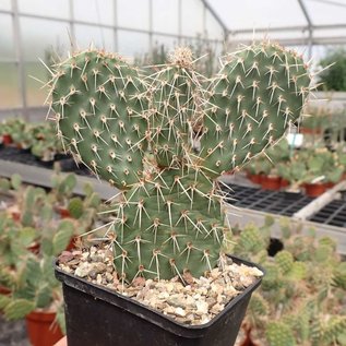 Opuntia hystricina cv. Helgoland      (dw)