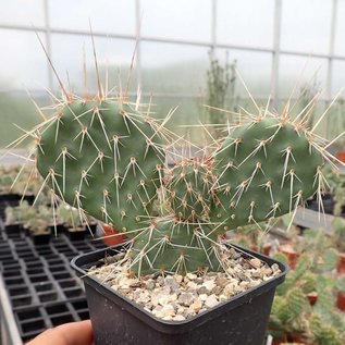 Opuntia hystricina cv. Hamburg      (dw)