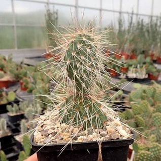 Opuntia hystricina cv. Hagen      (dw)