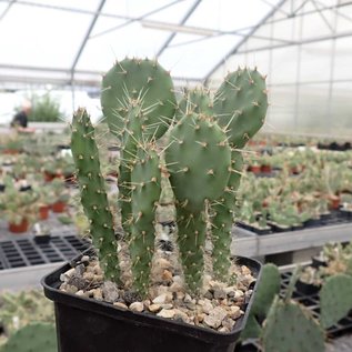 Opuntia spec.   Algund Südtirol    (dw)