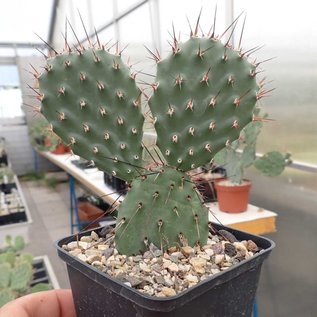 Opuntia rhodantha v. nigra      (dw)