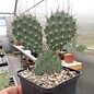 Opuntia rhodantha v. nigra      (dw)