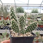 Opuntia erinacea v. utahensis (pinkave)  Torrey, Utah, USA    (dw)