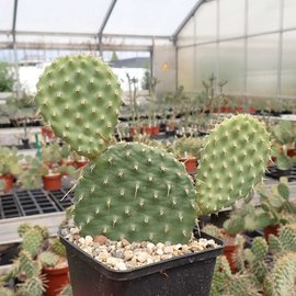 Opuntia polyacantha cv. Nord Dakota      (dw)