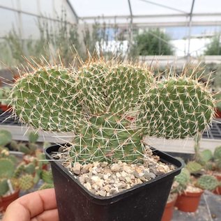 Opuntia polyacantha   Cheyenne, Wyoming, USA, 1835 m    (dw)