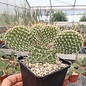 Opuntia polyacantha   Cheyenne, Wyoming, USA, 1835 m    (dw)