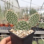 Opuntia polyacantha cv. Linz      (dw)