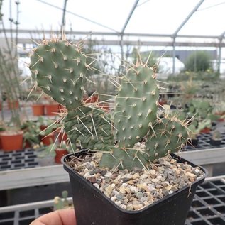 Opuntia polyacantha v. juniperina DJF 1631 Keams Canyon, Arizona, USA    (dw)