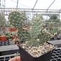 Opuntia polyacantha v. juniperina DJF 1631 Keams Cyn., AZ     (dw)