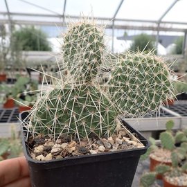 Opuntia polyacantha   Reedpoint, Montana    (dw)