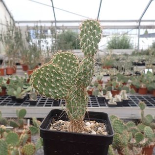 Opuntia polyacantha Hybr.      (dw)