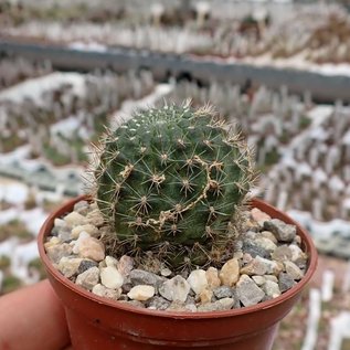 Rebutia vulpina  FR 939 westl. Tarija, (syn. Aylostera)