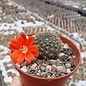 Rebutia vulpina  FR 939 westl. Tarija, (syn. Aylostera)