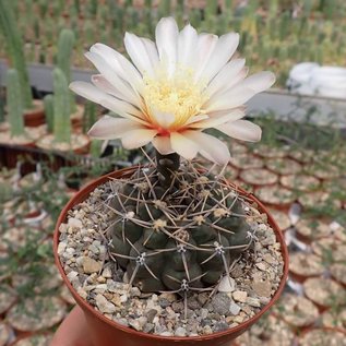 Gymnocalycium borthii  P 178 Mercedes, San Luis, Argentinien, 500 m