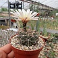 Gymnocalycium borthii  P 178 Mercedes, San Luis, Argentinien, 500 m