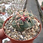 Thelocactus hexaedrophorus v. lloydii major HK 1608 San Luis Potosi, Mexico