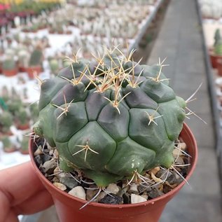 Thelocactus tulensis v. matudae